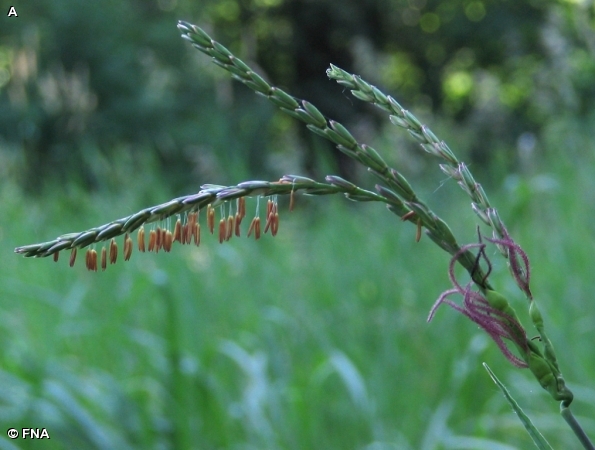 EASTERN GAMA GRASS / Tripsacum dactyloides