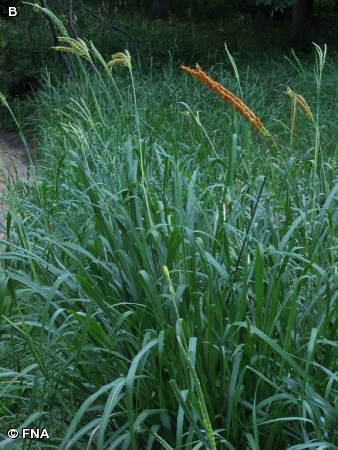 EASTERN GAMA GRASS / Tripsacum dactyloides