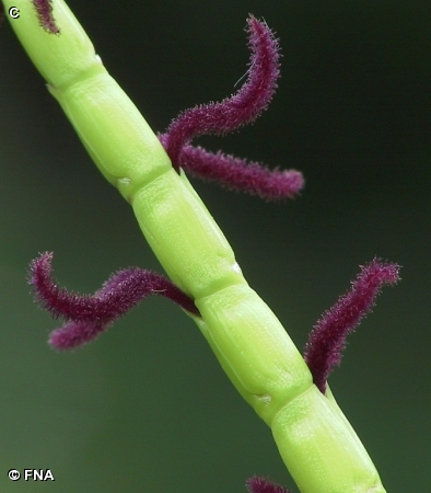 EASTERN GAMA GRASS / Tripsacum dactyloides