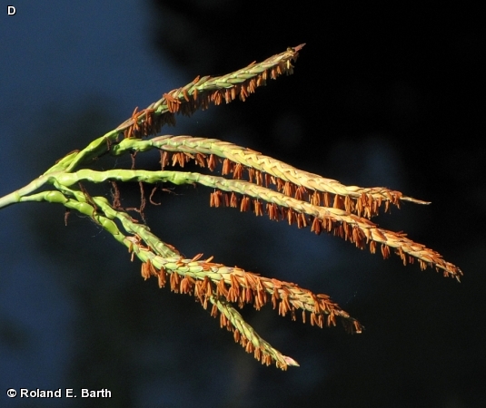 EASTERN GAMA GRASS / Tripsacum dactyloides